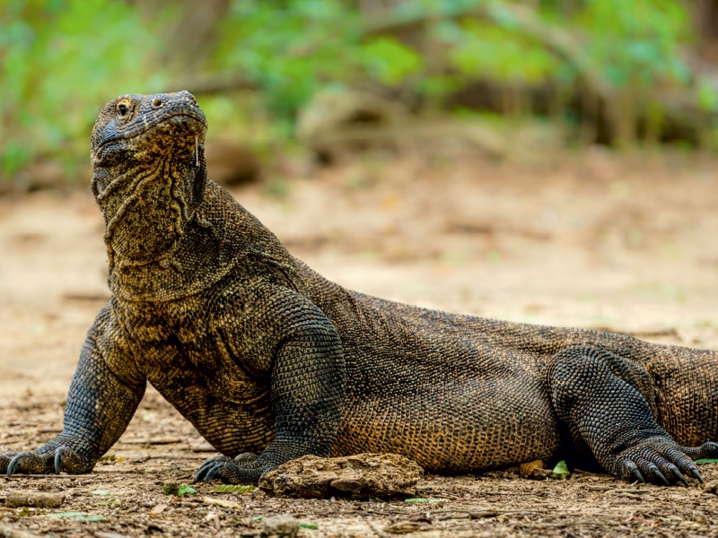 Komodowaran - Varanus komodoensis - aus Indonesien