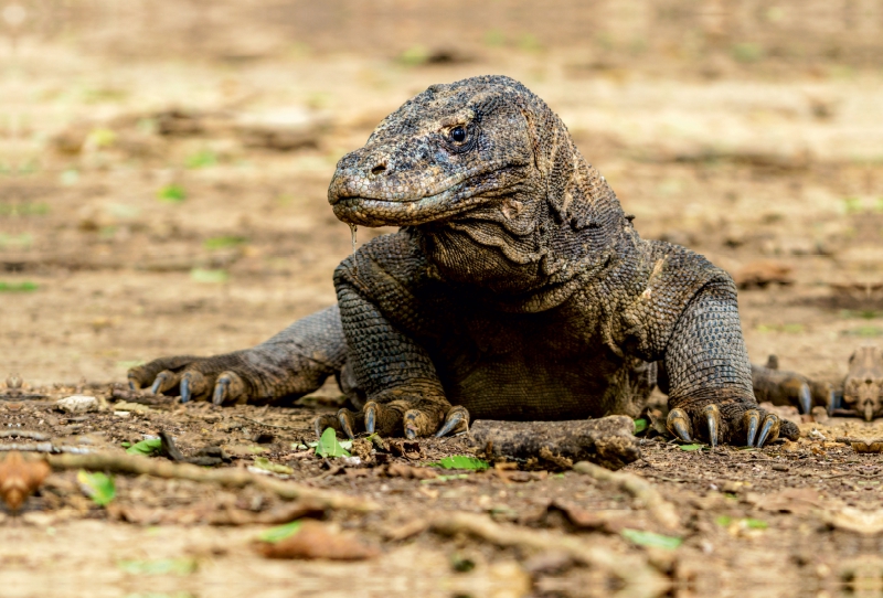 Komodowaran - Varanus komodoensis - in Indonesien