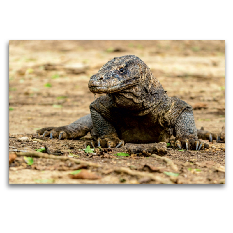 Komodowaran - Varanus komodoensis - in Indonesien