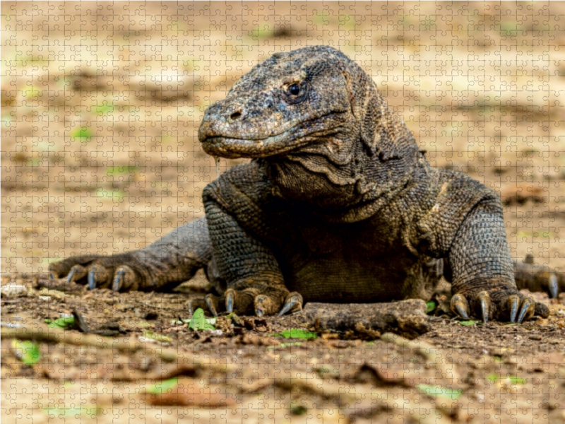 Komodowaran - Varanus komodoensis - in Indonesien