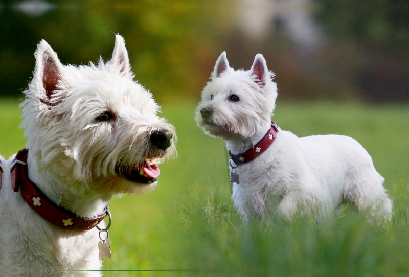 West Highland White Terrier