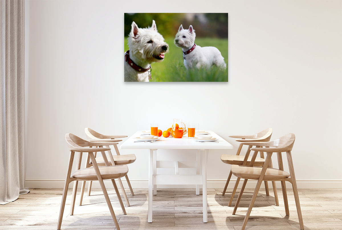 West Highland White Terrier