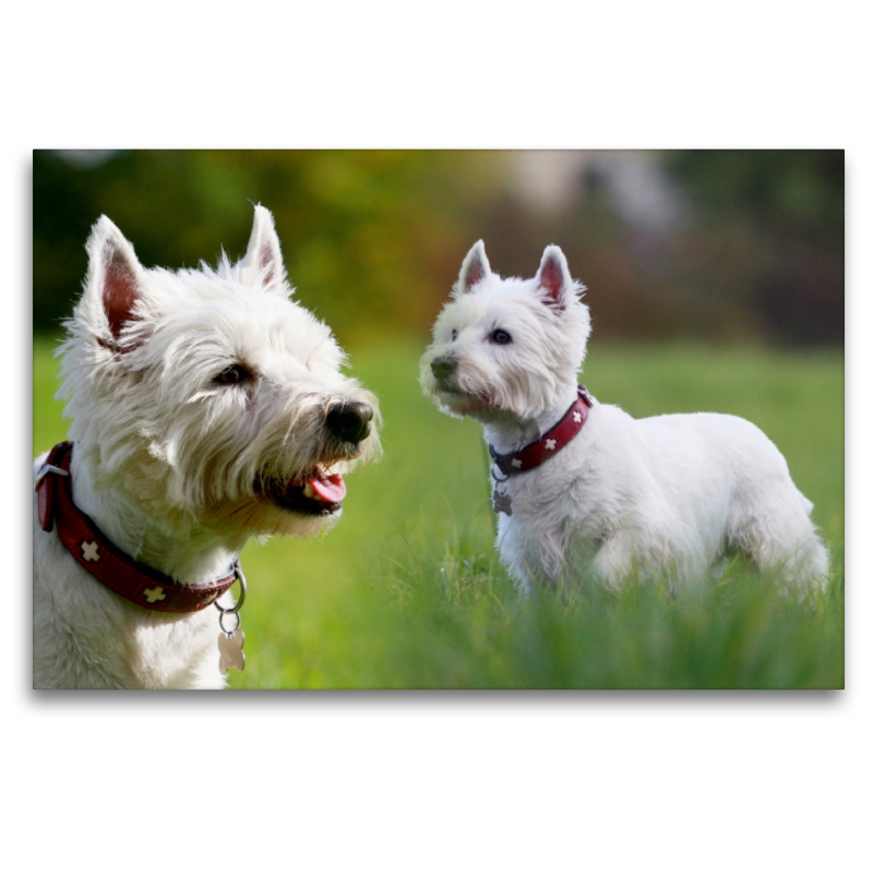 West Highland White Terrier