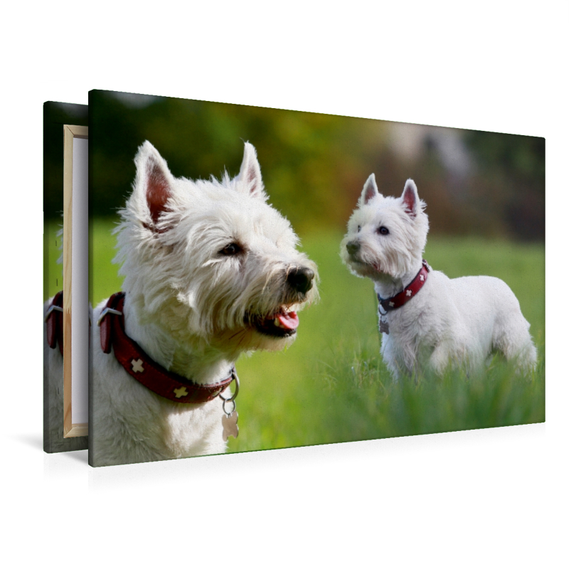 West Highland White Terrier