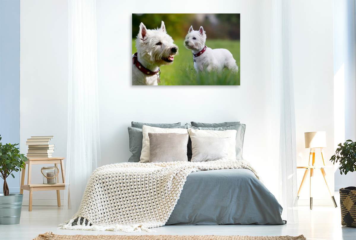 West Highland White Terrier