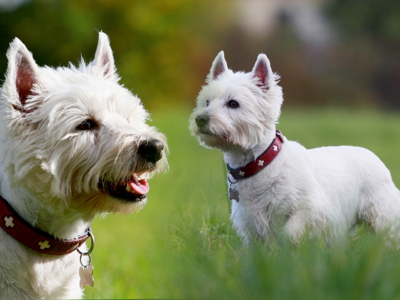 West Highland White Terrier