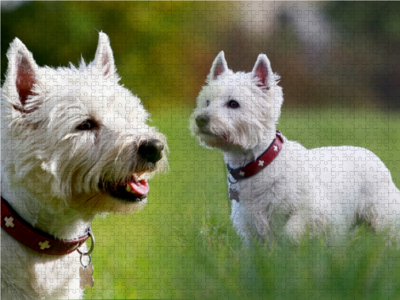 West Highland White Terrier