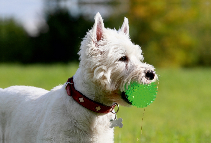 West Highland White Terrier