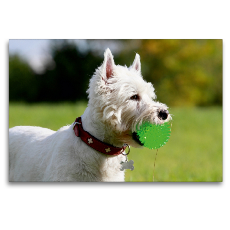 West Highland White Terrier