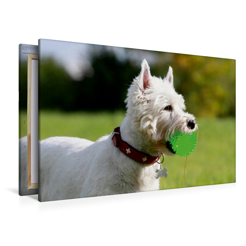 West Highland White Terrier