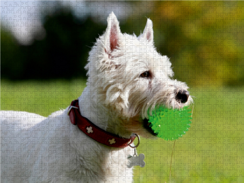 West Highland White Terrier