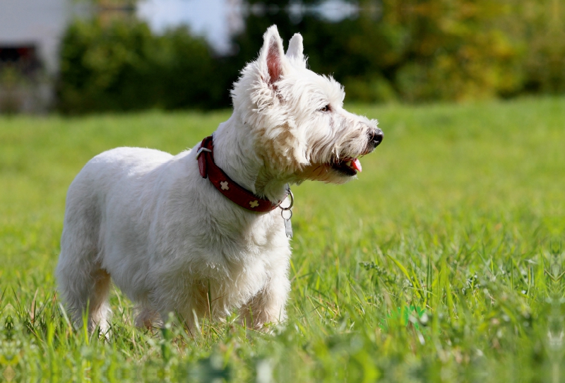 West Highland White Terrier