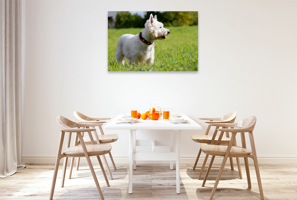 West Highland White Terrier