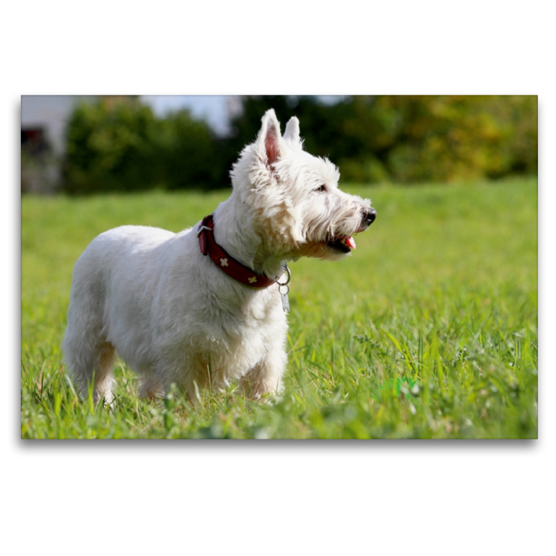 West Highland White Terrier