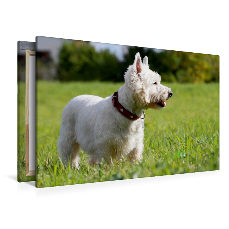 West Highland White Terrier