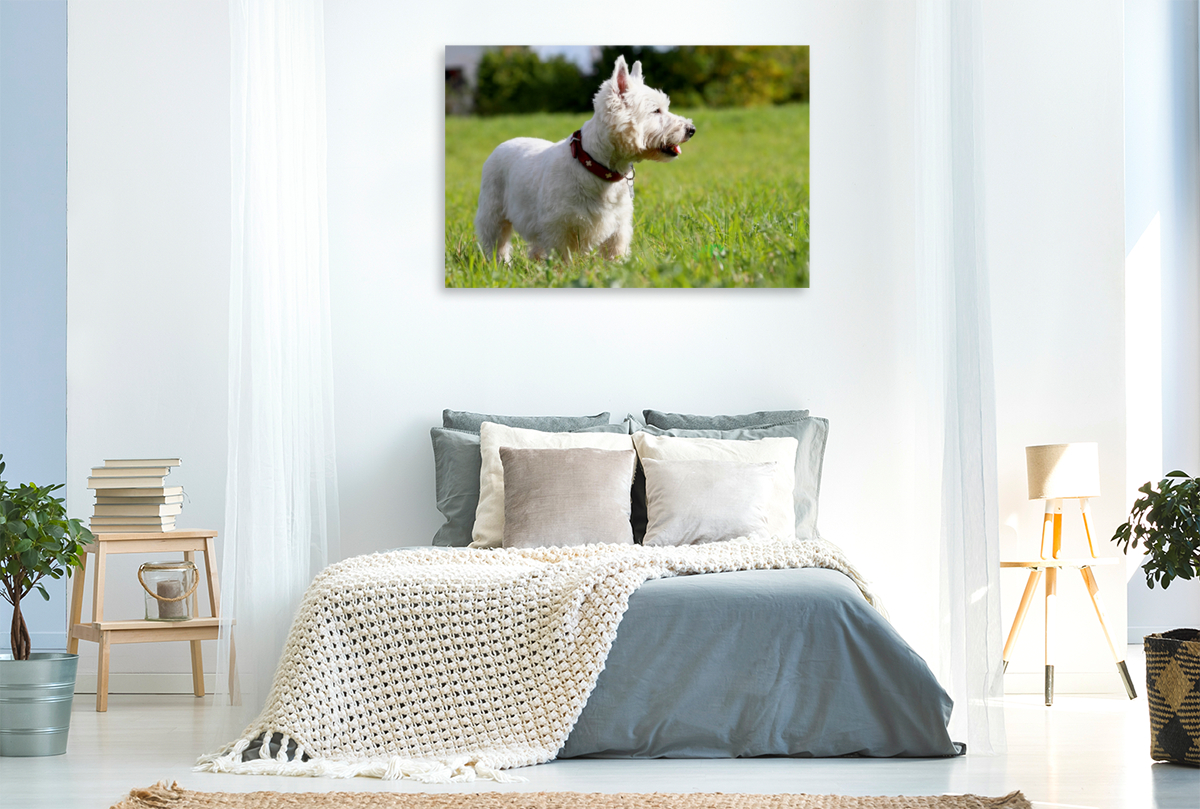 West Highland White Terrier