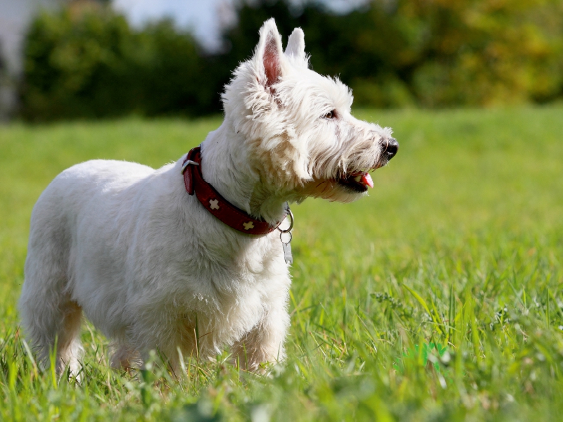 West Highland White Terrier