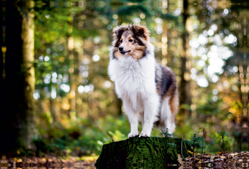 Sheltie Bailey im verwunschenen Wald.