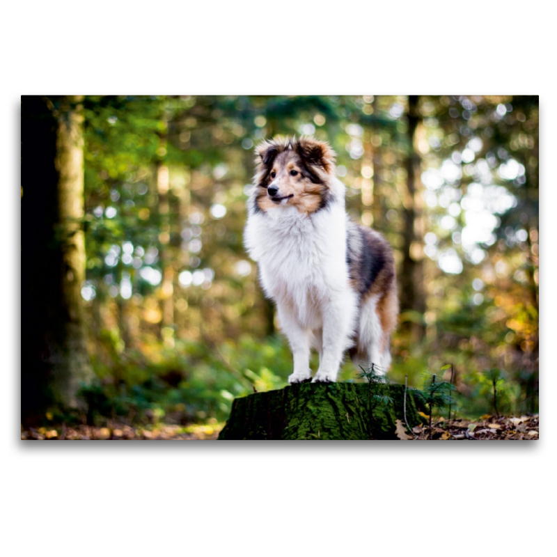 Sheltie Bailey im verwunschenen Wald.