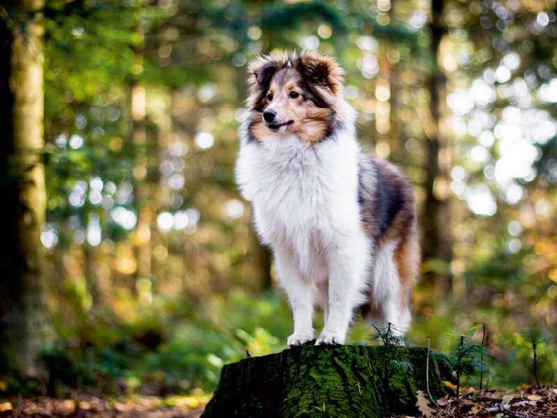 Sheltie Bailey im verwunschenen Wald.