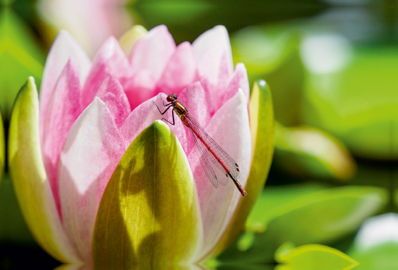 Frühe Adonislibelle an einer Seerose.