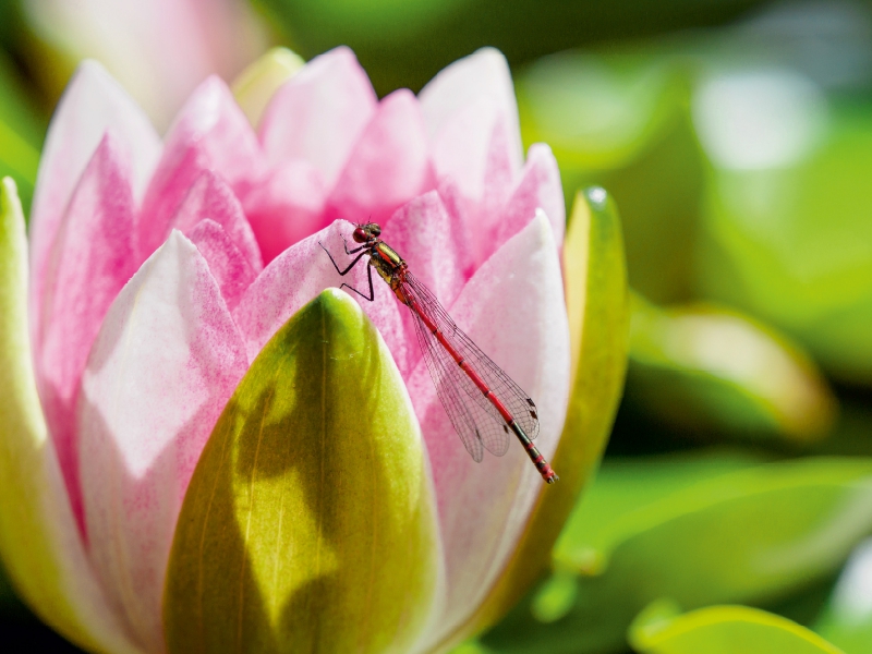 Frühe Adonislibelle an einer Seerose.