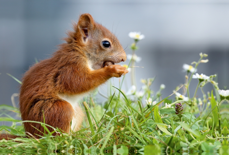 Junghörnchen in der Wiese