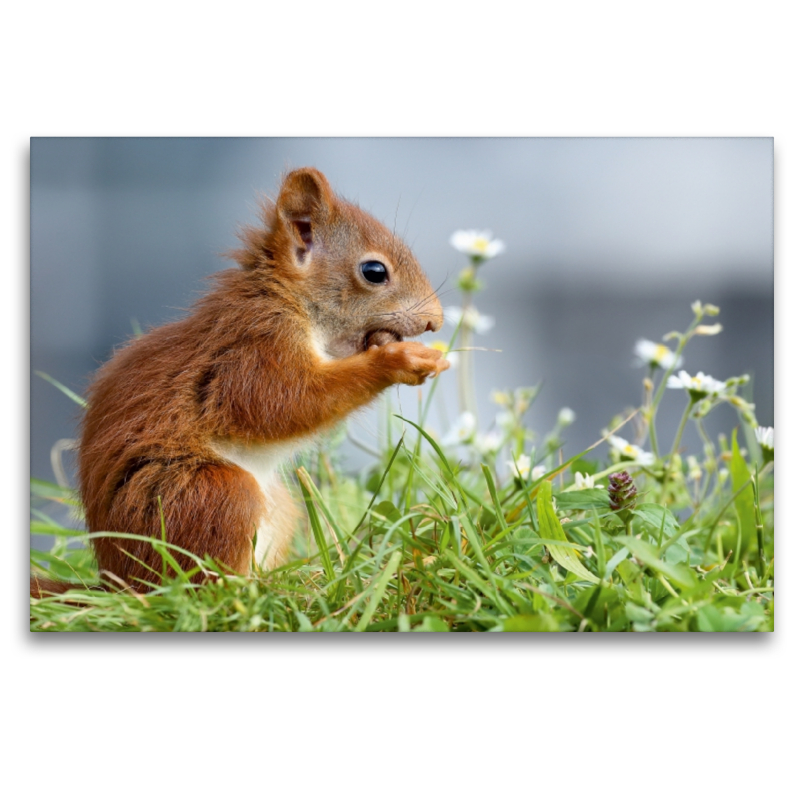 Junghörnchen in der Wiese