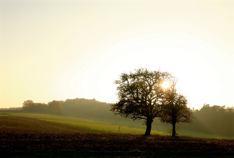 Apfelbäume im Odenwald