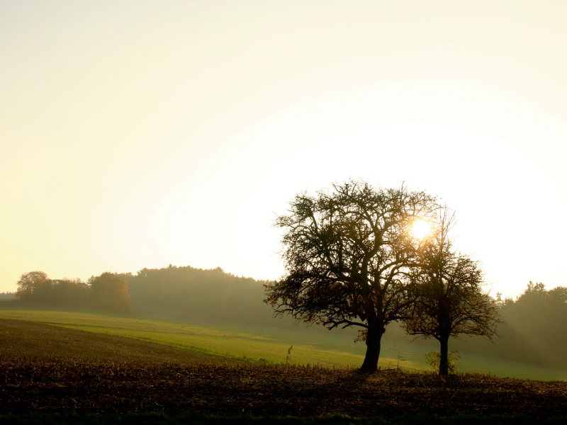 Apfelbäume im Odenwald