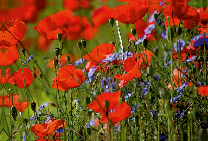 Mohnblumen am Wegesrand