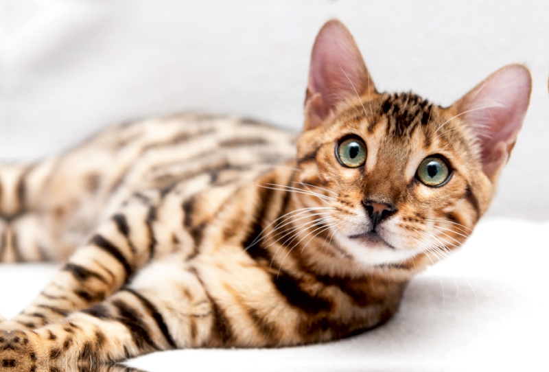 Bethari Vinu - Brown rosetted Bengal