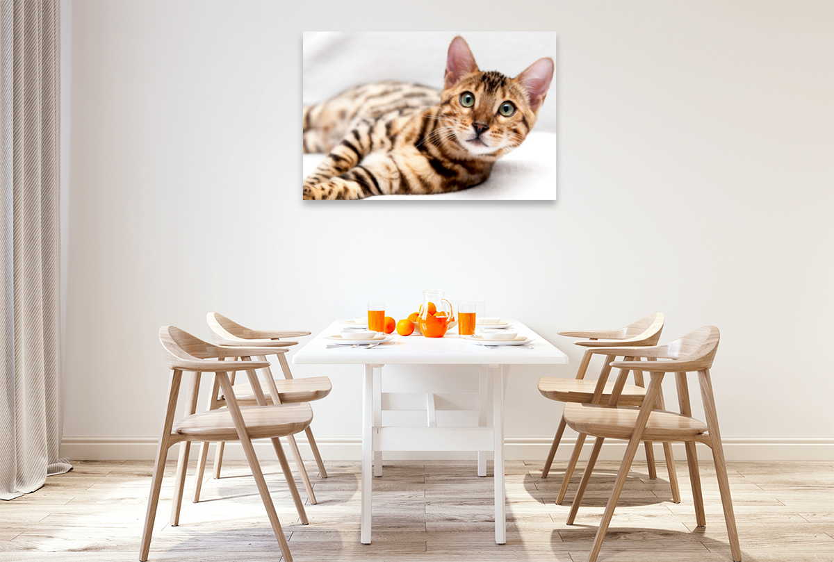 Bethari Vinu - Brown rosetted Bengal