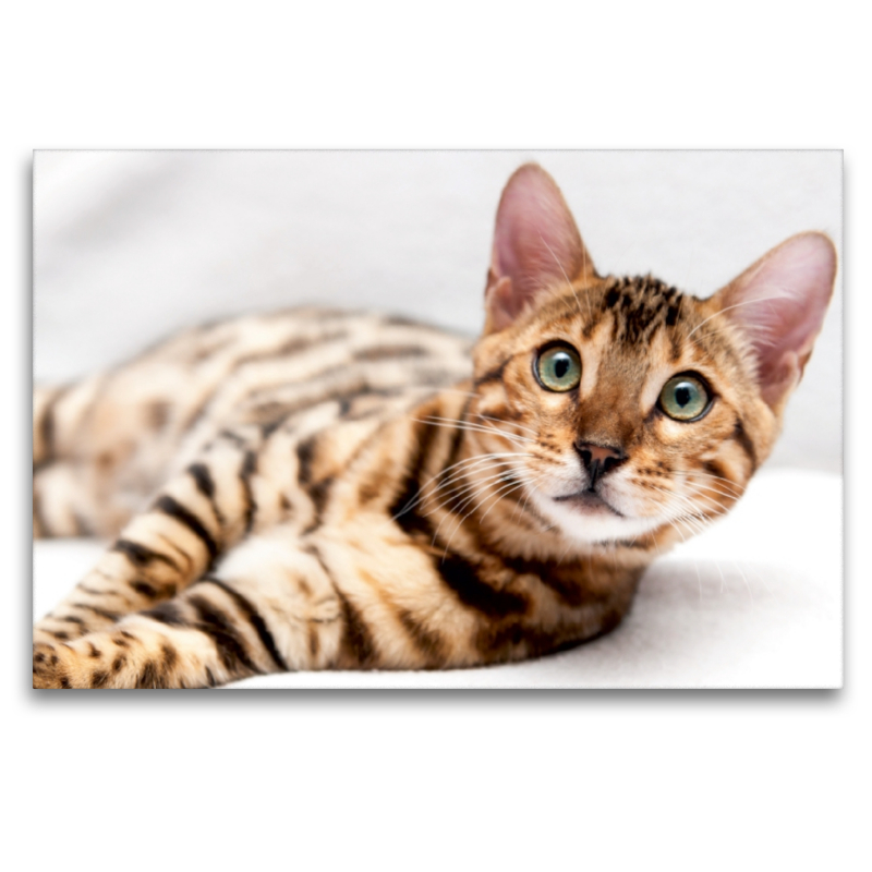 Bethari Vinu - Brown rosetted Bengal