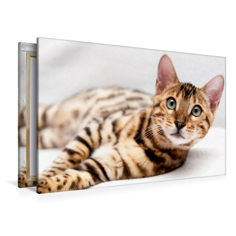 Bethari Vinu - Brown rosetted Bengal