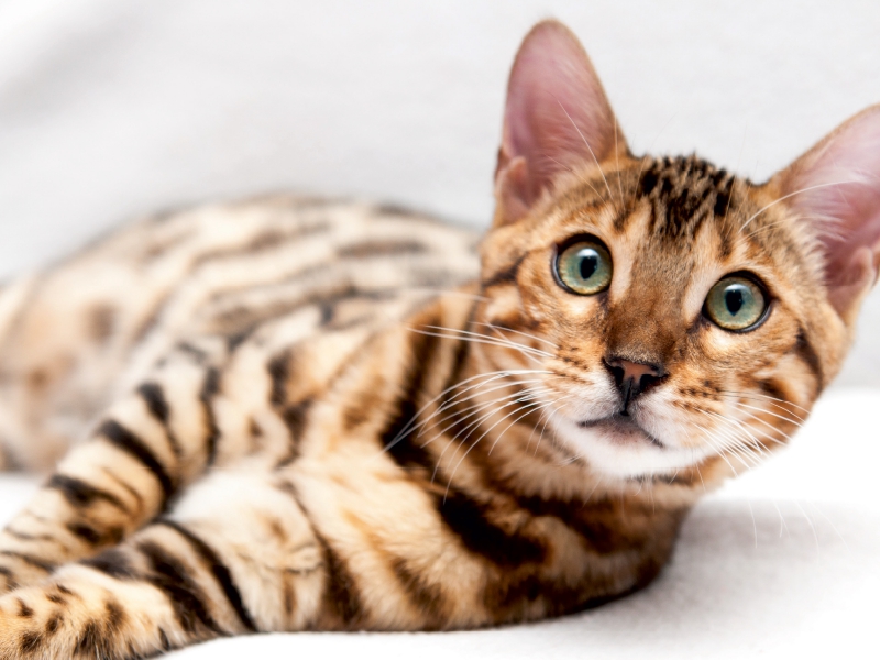 Bethari Vinu - Brown rosetted Bengal