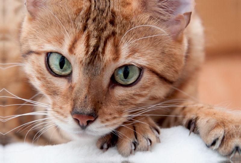 Bethari Hita - Brown rosetted Bengal