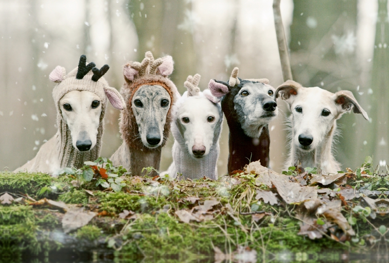 Fröhliche Weihnachten wünscht die ganze Bande