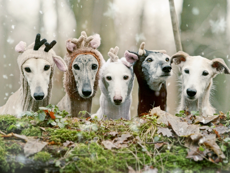 Fröhliche Weihnachten wünscht die ganze Bande