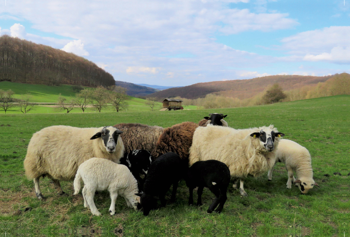 Schafe am Meißner bei Großalmerode-Weißenbach