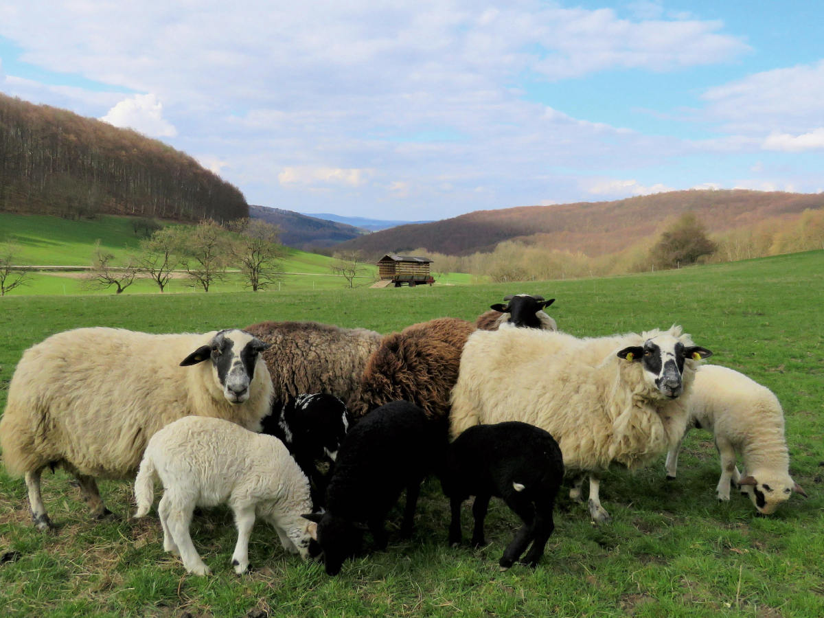 Schafe am Meißner bei Großalmerode-Weißenbach