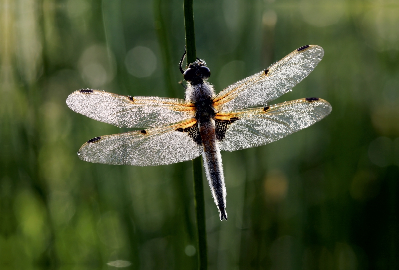 Perlengeschmückte Libelle