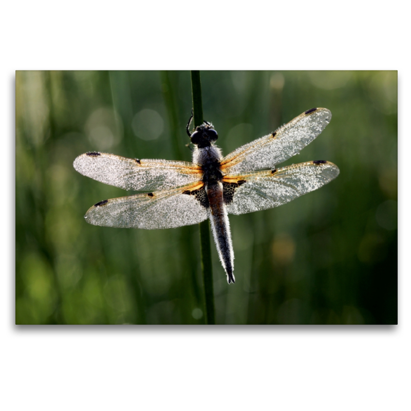 Perlengeschmückte Libelle