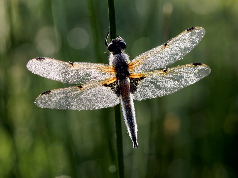 Perlengeschmückte Libelle