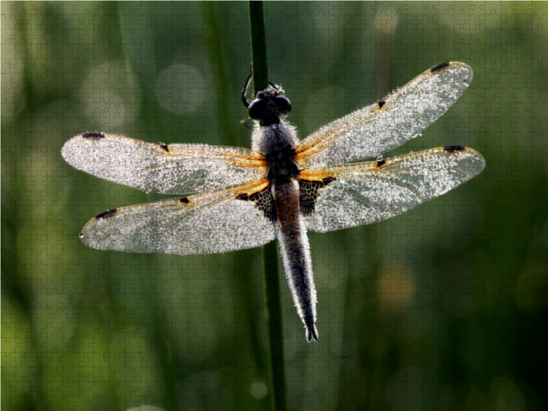 Perlengeschmückte Libelle