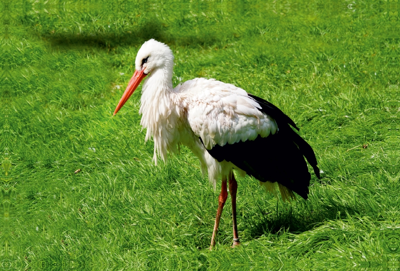 Storch Adebar