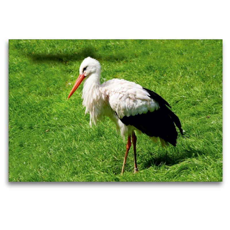 Storch Adebar