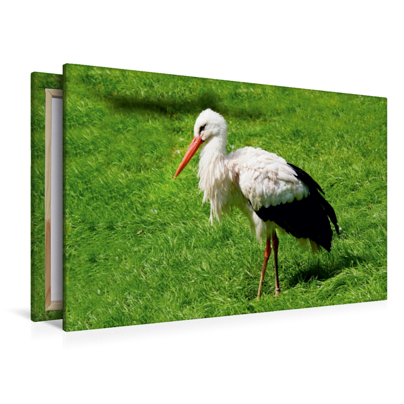 Storch Adebar