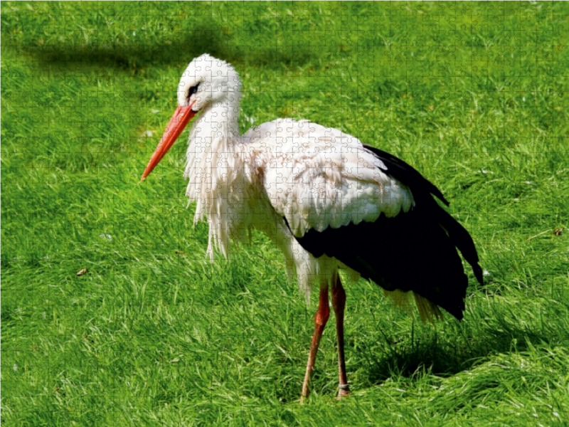 Storch Adebar