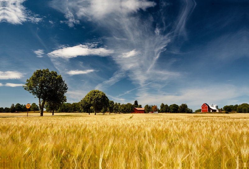 Kornfelder - ein vertrauter Anblick in Südschweden